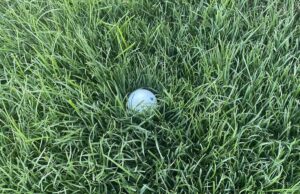 Golf Ball Lost in Grass